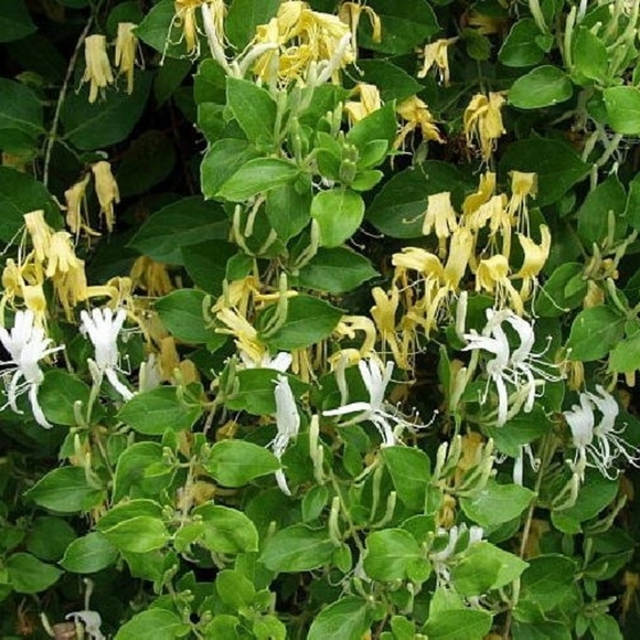 COPY - 6 Heirloom Honeysuckle Starter Plants - Picture 3 of 3